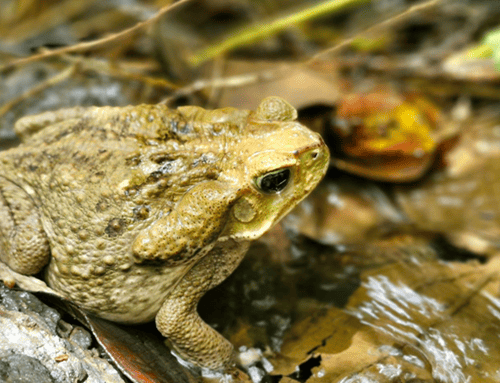 Más de 100 animales regresaron a su hábitat natural en Ricaurte y La Vega