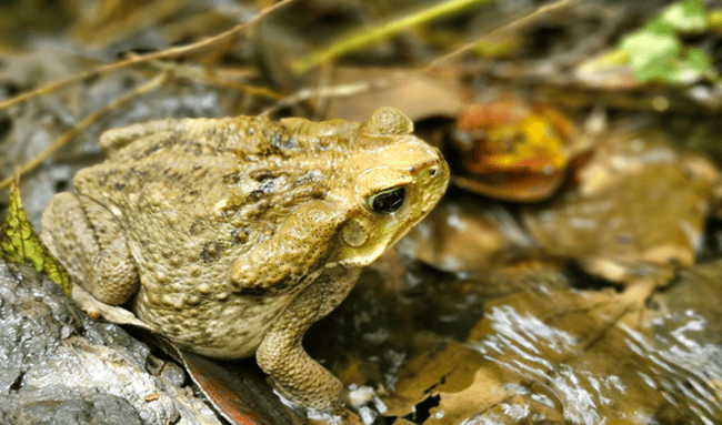 Más de 100 animales regresaron a su hábitat natural en Ricaurte y La Vega