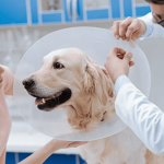 Usaquén realizará nueva jornada gratuita de esterilización para animales de compañía