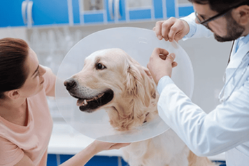 Usaquén realizará nueva jornada gratuita de esterilización para animales de compañía