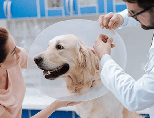 Usaquén realizará nueva jornada gratuita de esterilización para animales de compañía