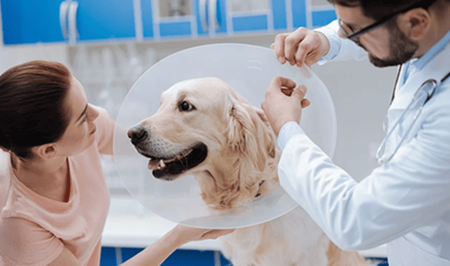 Usaquén realizará nueva jornada gratuita de esterilización para animales de compañía