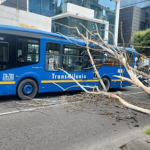 Caída de árbol genera afectaciones viales en la calle 127 con carrera 16, en Usaquén