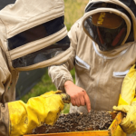 Abejas, protagonistas de la recuperación ambiental en 29 municipios de Cundinamarca