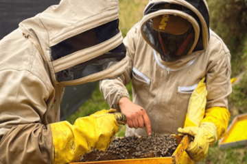 Abejas, protagonistas de la recuperación ambiental en 29 municipios de Cundinamarca