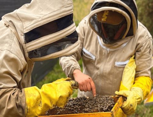Abejas, protagonistas de la recuperación ambiental en 29 municipios de Cundinamarca