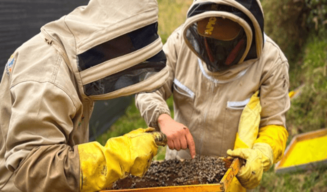 Abejas, protagonistas de la recuperación ambiental en 29 municipios de Cundinamarca