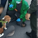 Caso de Kira: rescatan perrita tras denuncia de maltrato difundida en redes