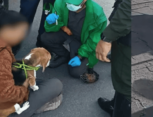 Caso de Kira: rescatan perrita tras denuncia de maltrato difundida en redes