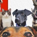 Bogotá lanza nuevo y más ágil proceso de adopción de perros y gatos para EXPOPET 2026