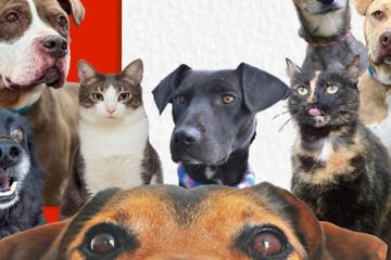 Bogotá lanza nuevo y más ágil proceso de adopción de perros y gatos para EXPOPET 2026