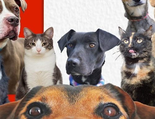 Bogotá lanza nuevo y más ágil proceso de adopción de perros y gatos para EXPOPET 2026