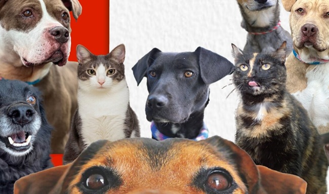 Bogotá lanza nuevo y más ágil proceso de adopción de perros y gatos para EXPOPET 2026