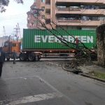 Caída de árbol provoca emergencia vial en Chapinero y afecta tendido eléctrico
