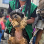Bogotá reporta contundente golpe al maltrato animal en 3 operativos simultáneos en diferentes localidades