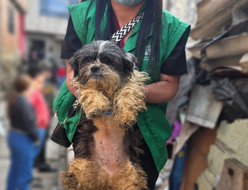 Bogotá reporta contundente golpe al maltrato animal en 3 operativos simultáneos en diferentes localidades