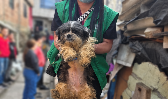 Bogotá reporta contundente golpe al maltrato animal en 3 operativos simultáneos en diferentes localidades