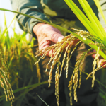 Gobierno anuncia millonario paquete de apoyo para productores de arroz en Colombia