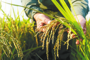 Gobierno anuncia millonario paquete de apoyo para productores de arroz en Colombia
