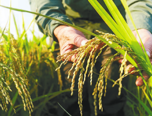 Gobierno anuncia millonario paquete de apoyo para productores de arroz en Colombia