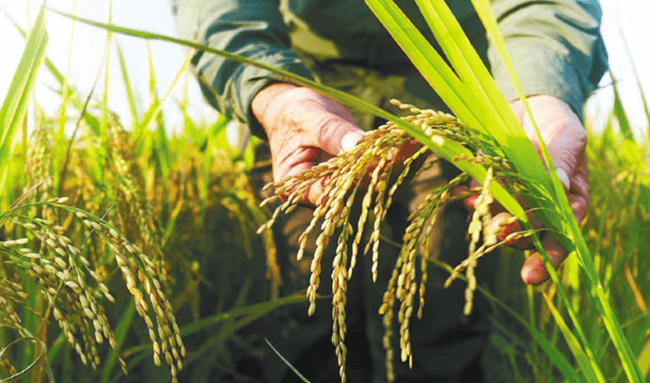 Gobierno anuncia millonario paquete de apoyo para productores de arroz en Colombia