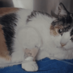 Residente de Suba denuncia presuntos cobros excesivos en clínica veterinaria tras hospitalización de su gata