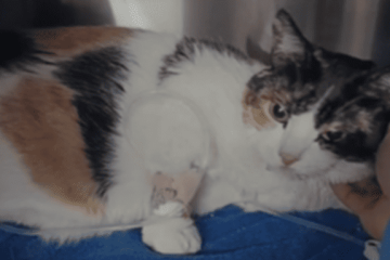 Residente de Suba denuncia presuntos cobros excesivos en clínica veterinaria tras hospitalización de su gata