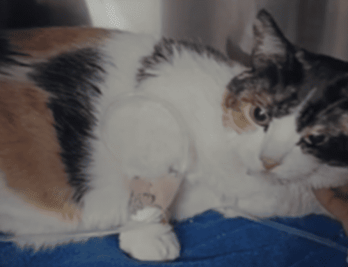 Residente de Suba denuncia presuntos cobros excesivos en clínica veterinaria tras hospitalización de su gata