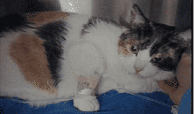 Residente de Suba denuncia presuntos cobros excesivos en clínica veterinaria tras hospitalización de su gata