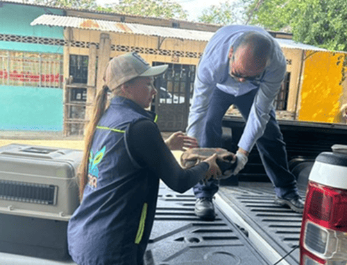 Fauna silvestre rescatada en Guaduas iniciará proceso de recuperación en Tocaima