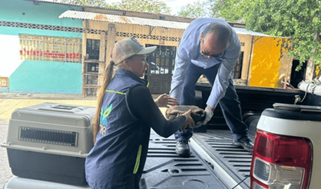 Fauna silvestre rescatada en Guaduas iniciará proceso de recuperación en Tocaima