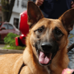 ¿Se puede votar con mascotas en Bogotá? Esto debe saber antes de ir a las urnas