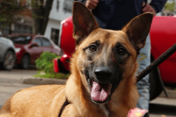 ¿Se puede votar con mascotas en Bogotá? Esto debe saber antes de ir a las urnas