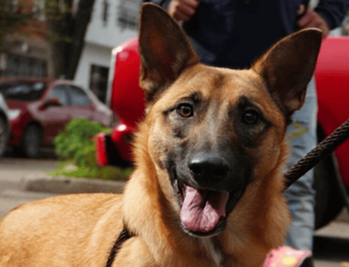 ¿Se puede votar con mascotas en Bogotá? Esto debe saber antes de ir a las urnas