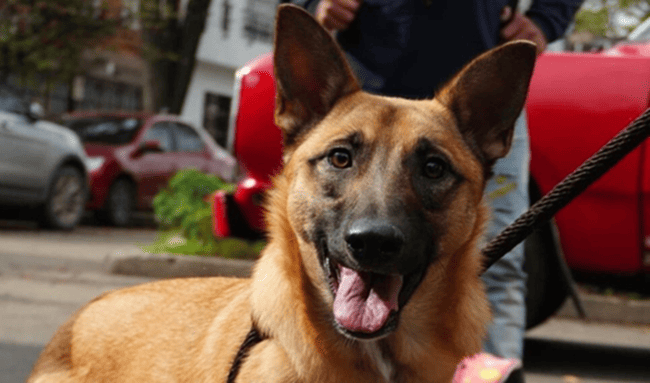 ¿Se puede votar con mascotas en Bogotá? Esto debe saber antes de ir a las urnas