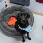 Expopet 2026 buscará hogar para 101 perros y gatos rescatados en Bogotá