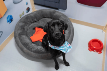 Expopet 2026 buscará hogar para 101 perros y gatos rescatados en Bogotá