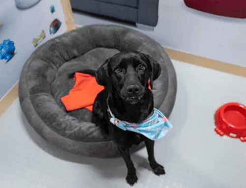 Expopet 2026 buscará hogar para 101 perros y gatos rescatados en Bogotá