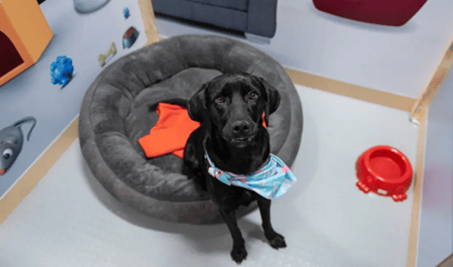 Expopet 2026 buscará hogar para 101 perros y gatos rescatados en Bogotá