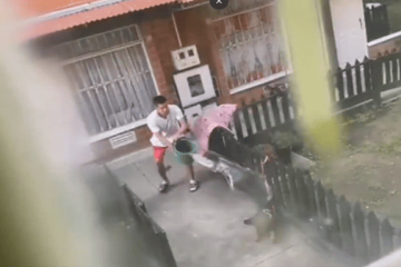 Vecinos denuncian continuas agresiones contra una perrita en Bosa