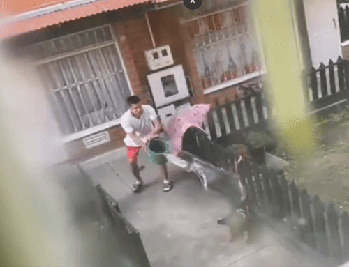 Vecinos denuncian continuas agresiones contra una perrita en Bosa