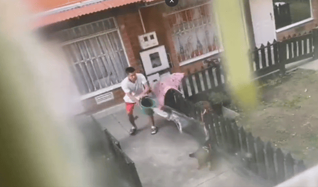 Vecinos denuncian continuas agresiones contra una perrita en Bosa