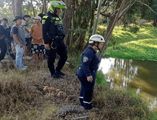 Conductor de volqueta, al parecer ebrio, causó grave accidente en Suba y se lanzó al río Bogotá