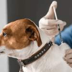 Bosa abre jornada gratuita de vacunación para perros y gatos este 26 de junio