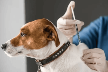 Bosa abre jornada gratuita de vacunación para perros y gatos este 26 de junio