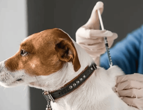Bosa abre jornada gratuita de vacunación para perros y gatos este 26 de junio