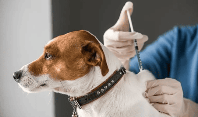 Bosa abre jornada gratuita de vacunación para perros y gatos este 26 de junio