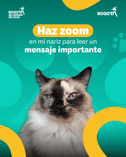 Bosa abre jornada gratuita de vacunación para perros y gatos este 26 de junio