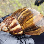 Quindío fortalece el control del caracol gigante africano con apoyo del ICA y autoridades locales