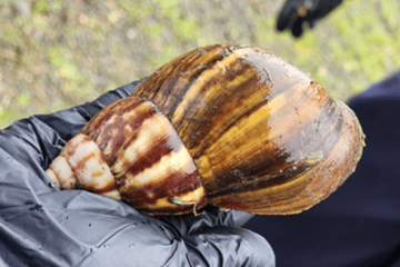 Quindío fortalece el control del caracol gigante africano con apoyo del ICA y autoridades locales
